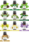 Essential Oil Aromatherapy Massage Plant 10ml Tea Tree