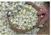 Getrockneter Jasmintee in großen Mengen