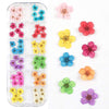 Nail Art Trockenblumen 12 Gitter Boxed Bunte Daisy Gypsophila Echte Blume Nagelschmuck