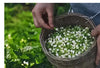 Getrockneter Jasmintee in großen Mengen