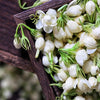 Getrockneter Jasmintee in großen Mengen