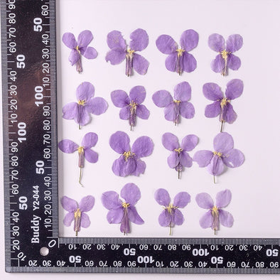 Orychophragmus Violaceus Dried Flowers